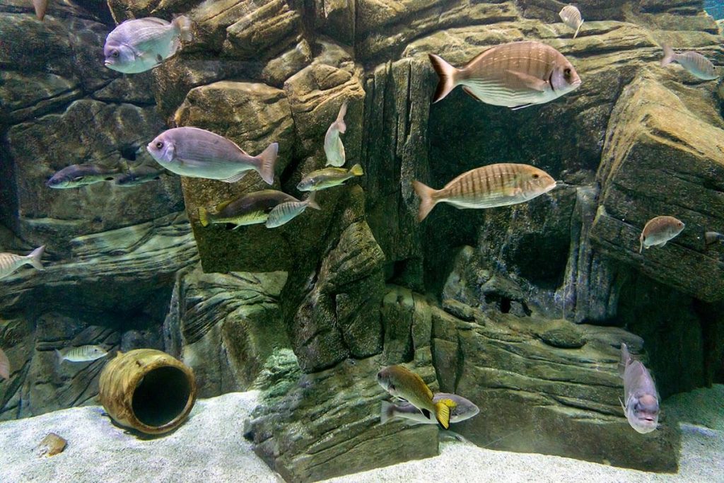 CRETAquarium, Heraklion, Crete